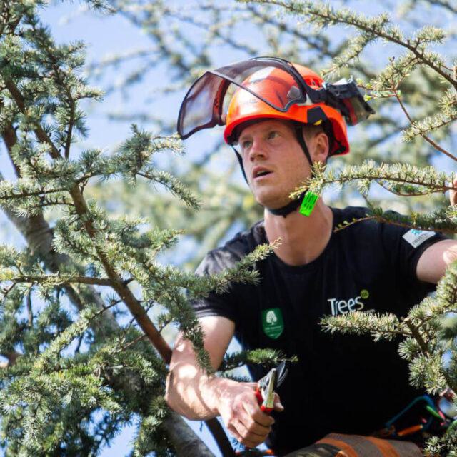 Professional tree surgeon at work with safety equipment